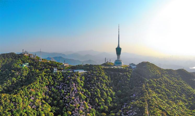 深圳梧桐山國家級風景區山頂森林植被恢復景觀設計 | 深圳文科園林股份有限公司+深圳市梧桐山風景區管理處